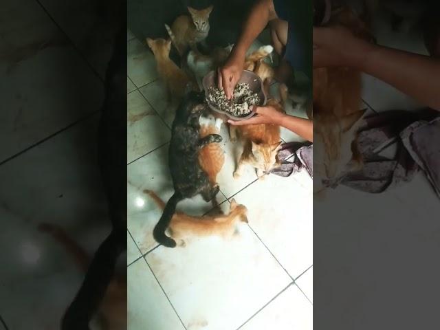 Persiapan makan yang merepotkan - keluarga bayi kucing