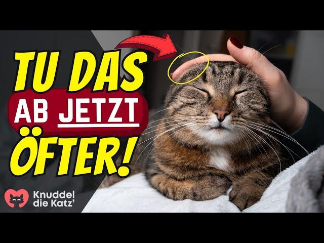 17 Dinge, die du ZU SELTEN für deine Katze tust