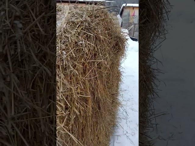Закупили солому. Теперь перезимуем