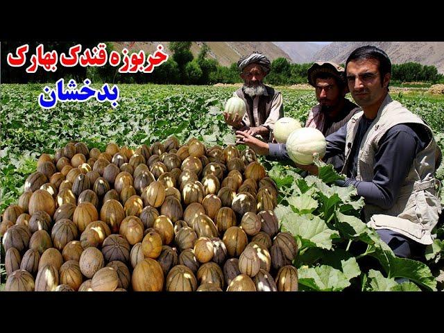 خربوزه قندک بهارک بدخشان، سرپالیز قصه های ناب بدخشانی Badakhshan Faizabad