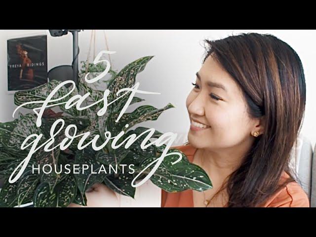 MY TOP 5 FAST GROWING HOUSEPLANTS | Indoor plants that grow steadily and consistently at home