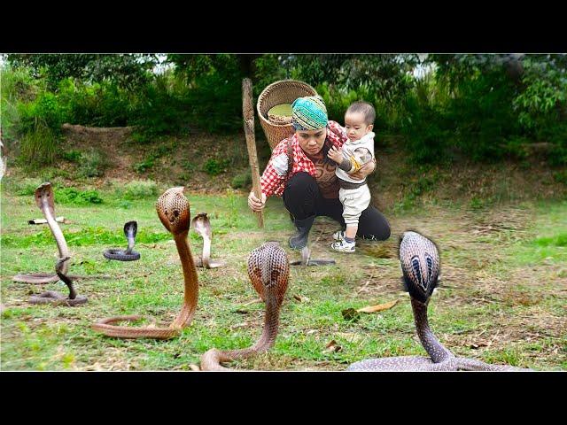 Single mother catches ferocious cobra to help people. Poor life | Pham Thanh - Single Mom