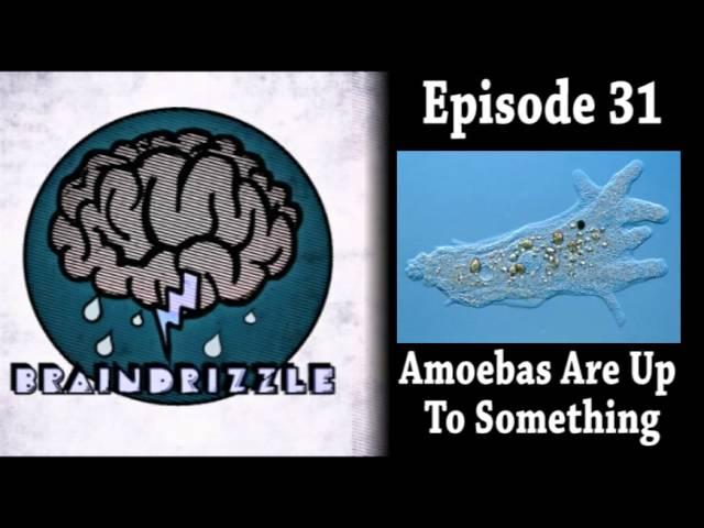 Braindrizzle Ep31 - Amoebas Are Up To Something