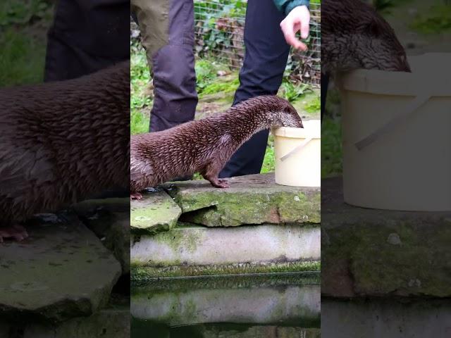 Otternfütterung