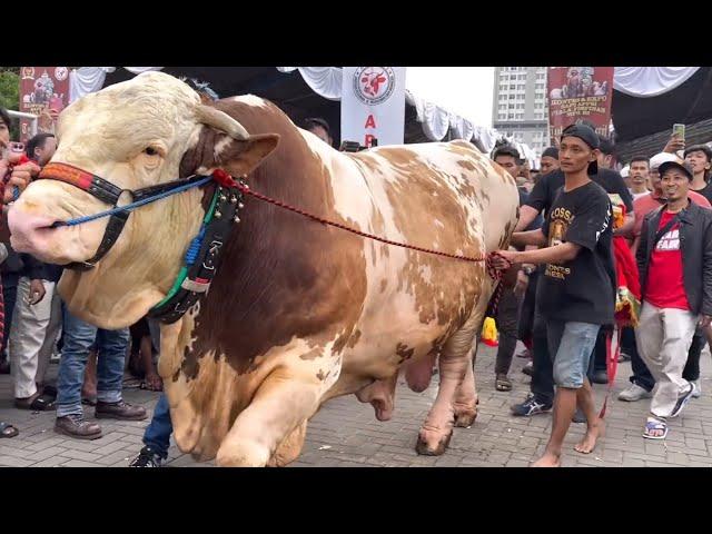 SAPI TERBESAR JUARA 1 MEGA BINTANG, Kontes KEMAYORAN