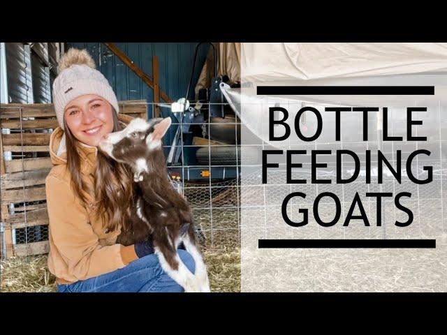 Tips To Easily Bottle Feed Baby Goats