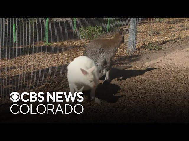 New Australian habitat "The Down Under" at Denver Zoo exhibit opens