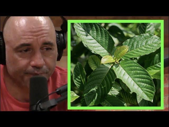 Joe Rogan | Kratom Gets You High!!