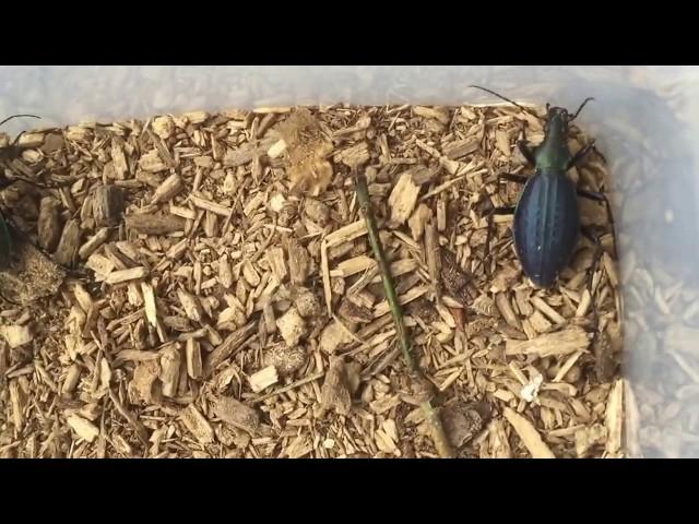 オオルリオサムシ 歩く宝石　Carabidae（damaster gehinii)