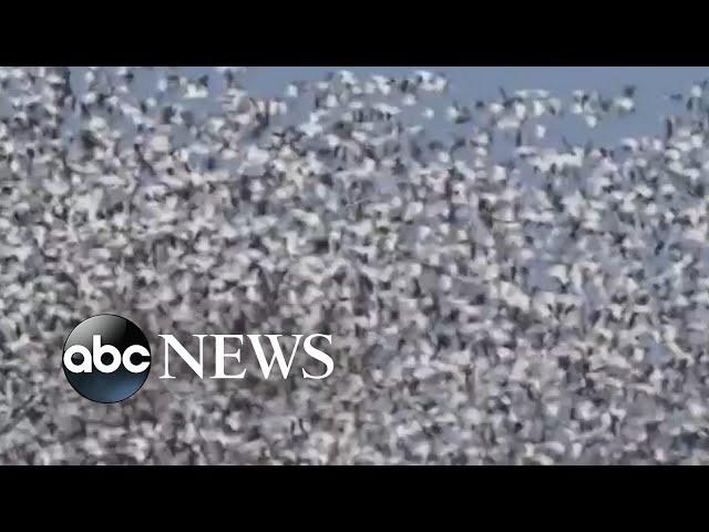 Thousands of snow geese migrating north