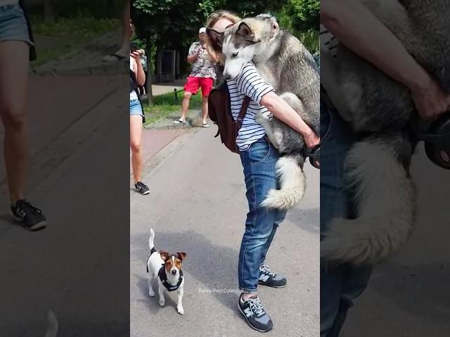 Dramatic Huskies Normal dogs vs Huskies#shorts #dog #doglover #dogs #husky #huskydog #huskies