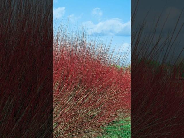 Ива пурпурная Нана #plants #сад #garden #цветы #flowers #flowers