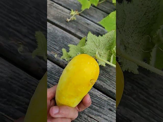 Picked White Cucumber too Late...