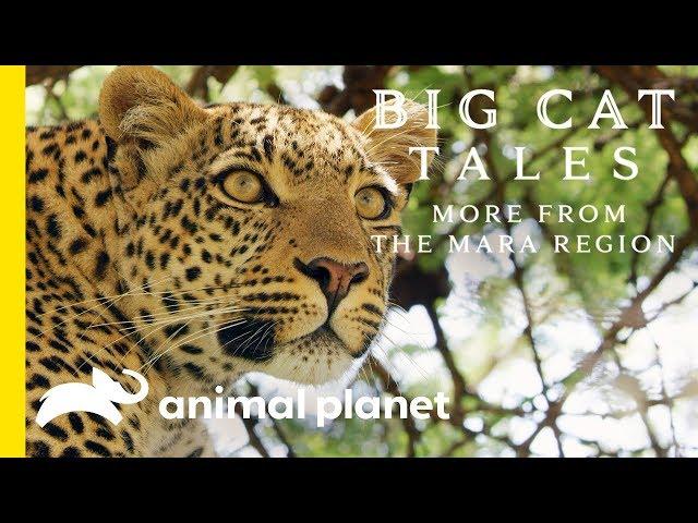 The Leopard | Big Cat Tales: More from the Mara Region