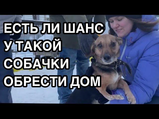 Спасение животных Приехали взять собачку из приюта