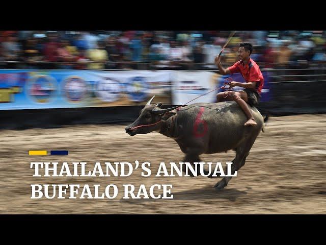 Annual buffalo race attracts hundreds of people to eastern Thailand