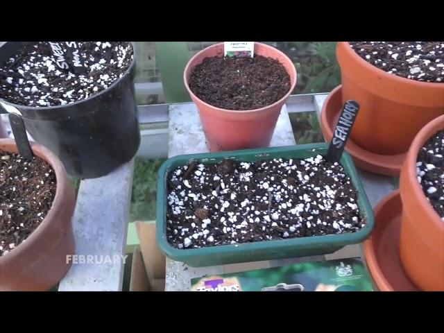 Sean's Allotment Garden Tours 2017