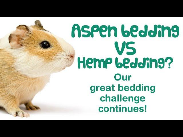 ASPEN BEDDING for GUINEA PIGS |  Aspen vs Pine & Hemp | Is Aspen Safe? | Absorbency & Odor Control