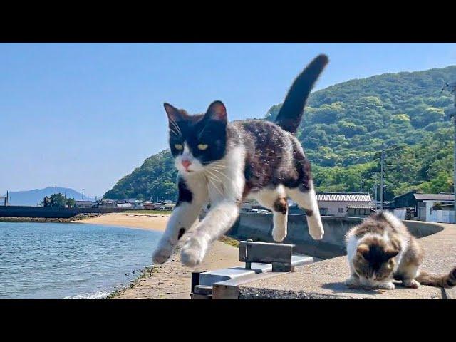 Too cute! A healing Japanese cat island rich in nature where friendly stray cats live.