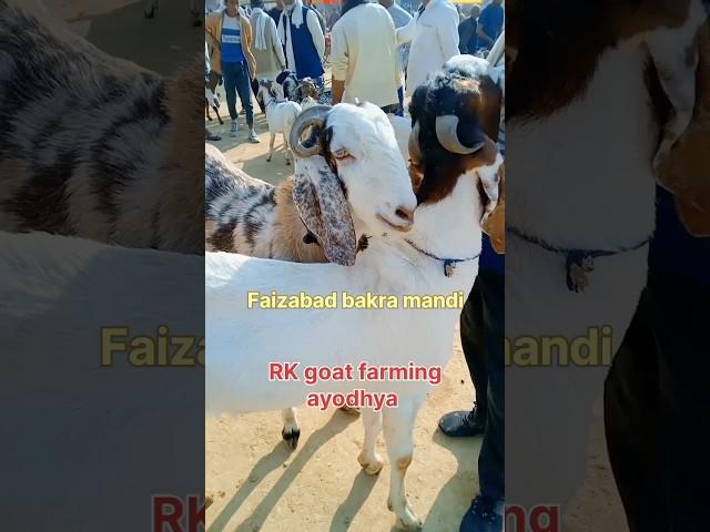 Faizabad bakra special#shorts #bakraeid 2024#bakramandi