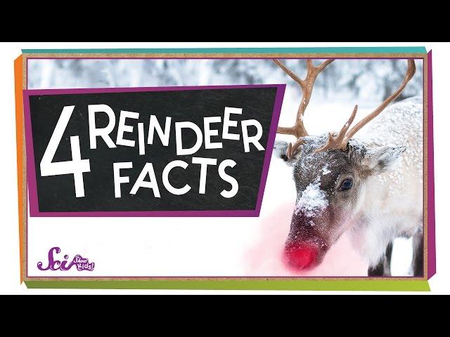 4 Facts to Know About Reindeer | Winter Science | Holiday Science | SciShow Kids