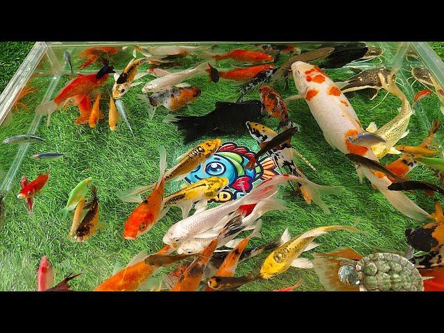 Unboxing Colorful Ornamental Fish, Oscar Fish, Koi Fish, Goldfish, Glofish, Catfish, Turtles