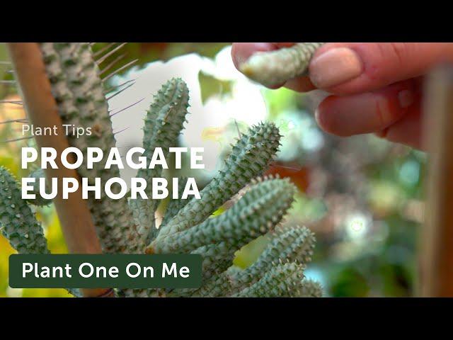 PROPAGATE EUPHORBIA with Kingbird Farm — Ep. 226