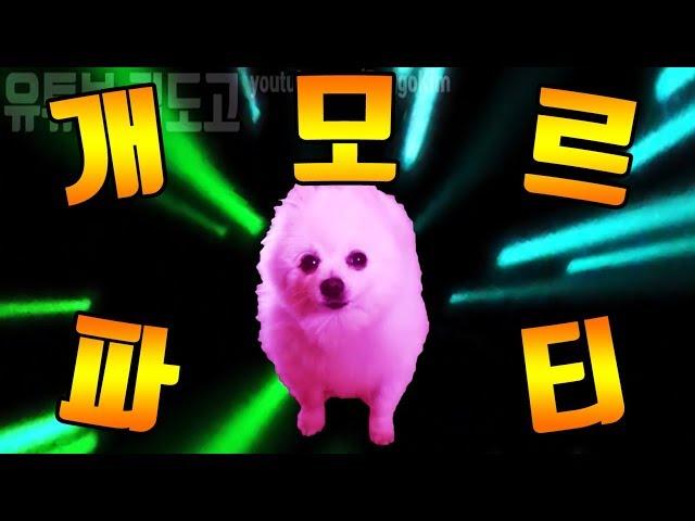 개모르파티 MV (feat. gabe the dog) / 아모르파티 강아지 리믹스