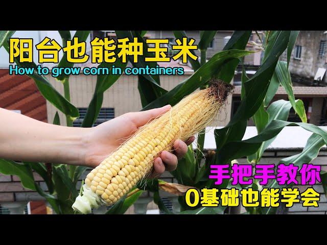 阳台种玉米，方法很简单，全程无虫害，种植技巧全程分享！ |How to grow corn on containers