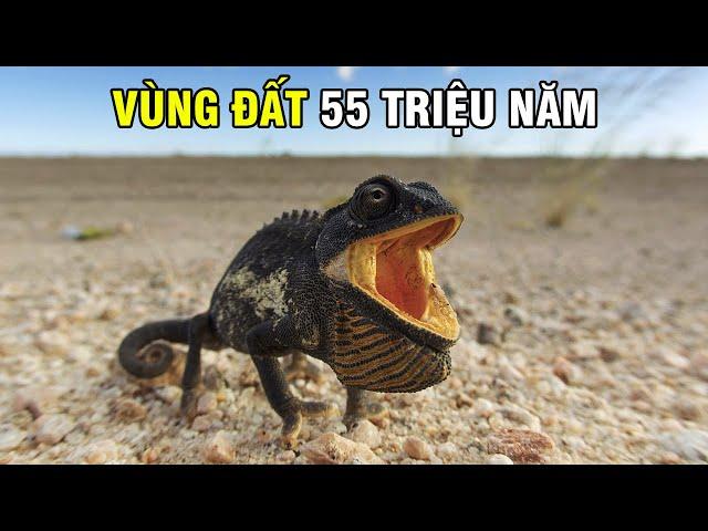 Sa Mạc Namib - Một Thế Giới Xanh Đã Mất | Khám Phá Thế Giới Động Vật Hoang Dã