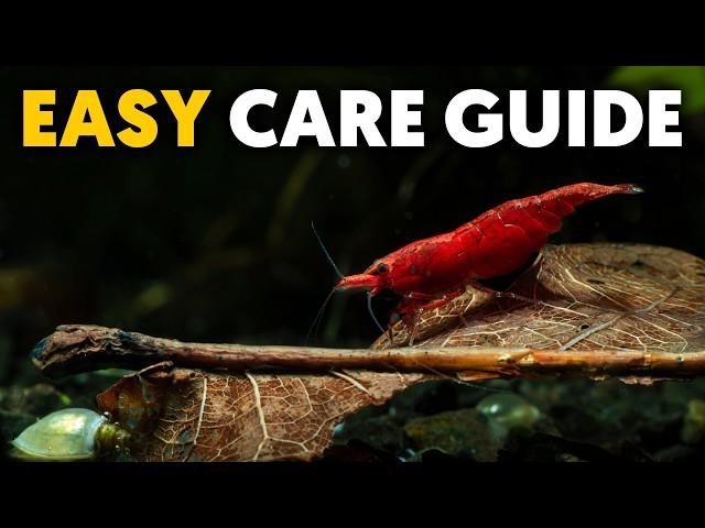 The Ultimate Red Cherry Shrimp Care Guide For Beginners!