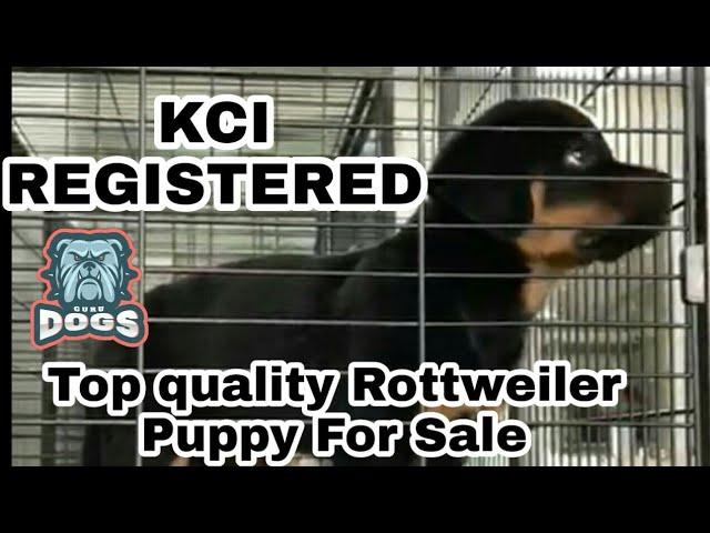 Kci Registered Top quality Rottweiler Puppy For Sale