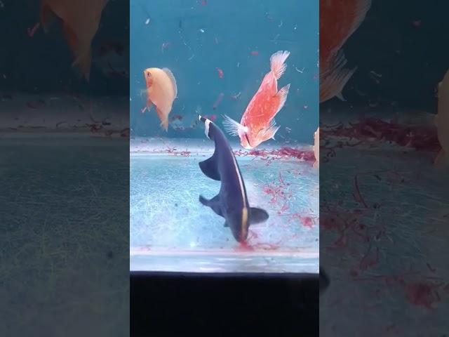 black ghost knife fish #viral #fishlover #fishtank #fish #blackghost