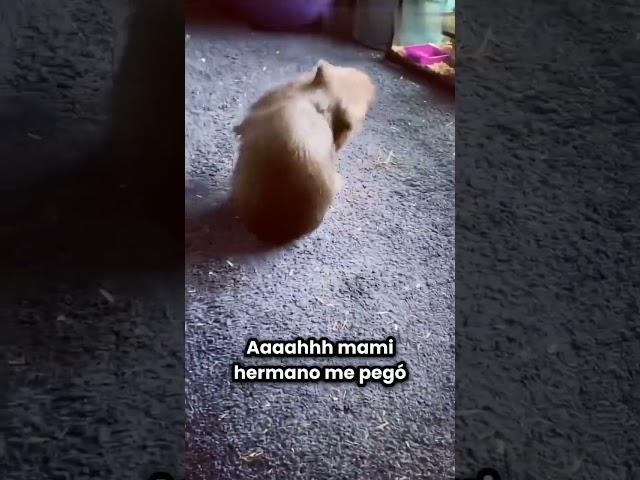 Hermano llorón #viral  #fyp  #fun  #diversion  #interesante #funny #shorts