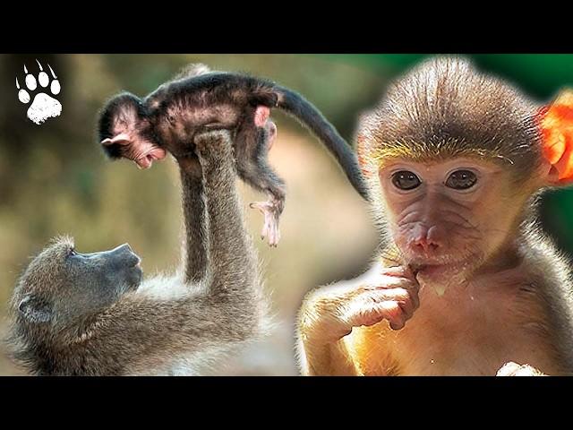 ADORABLE Baby Baboon  - Primates - HD wildlife documentary - AMP