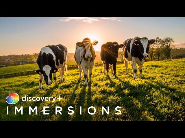 Morning at the Dairy Farm (Slow TV) | discovery+ Immersions