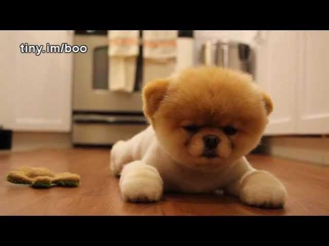 Boo - The World's Cutest Dog - Greatest Hits! ( All Videos HQ ) - MUST SEE!