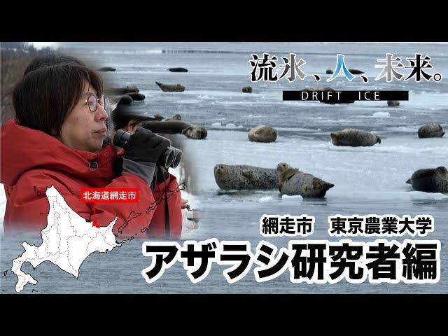 【流氷、人、未来】アザラシ研究者の思い編〜東京農大小林教授