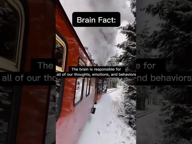 Brain Fact #shorts  #trendingshorts #brainfacts