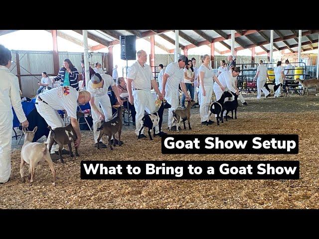 Goat Show Setup - What to Bring to a GOAT SHOW