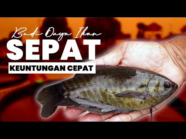 #budidaya #ikan #sepat keuntungan cepat dan mengurangi ketergantungan tangkapan alam