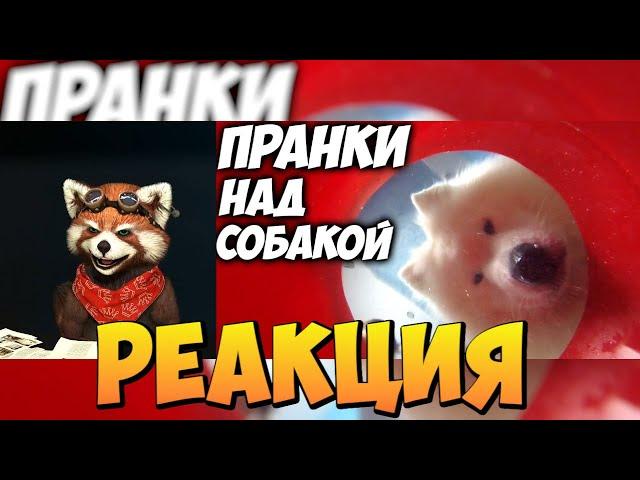 5 ПРАНКОВ НАД СОБАКОЙ | реакция RED Пандыч | @YFrostA