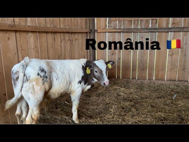 Realitatea vieții la țară// Slow living in Romania