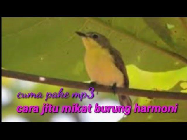 Cara jitu mikat burung remetuk/harmoni .di jamin ampuh