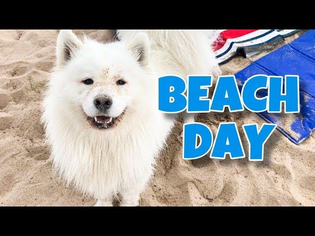 My Dog Goes To The Beach!