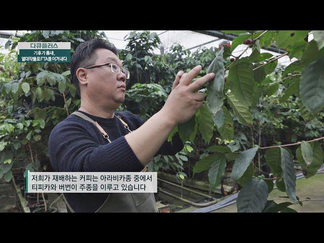 커피콩 수확부터 관리하는 방법 (ft. 자연 순환의 농법) 다큐 플러스(docuplus) 144회 | JTBC 201220 방송