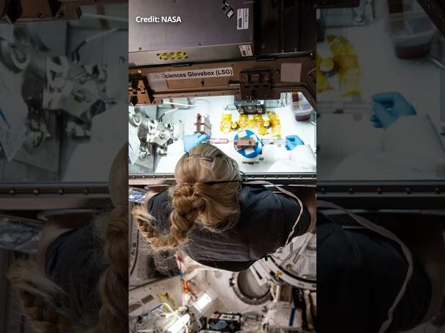 Mini-brains in SPACE | SpaceX CRS-29 mission to ISS | Organoids #spacex #falcon9 #spacestation