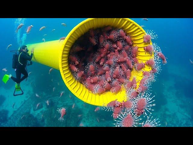 Florida Man's Released Pet Fish Changed the Ocean Forever