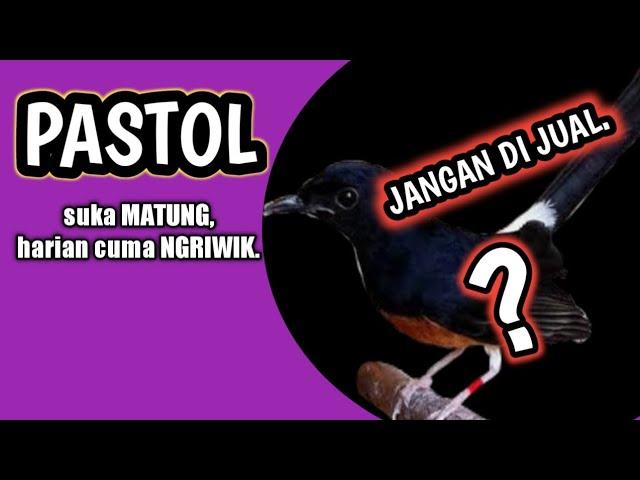 cara merawat murai pastol