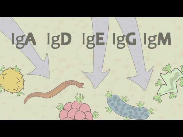 Video 15 Ig Antibodies and Immunoglobulin Function